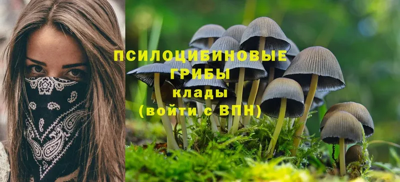 Псилоцибиновые грибы Psilocybine cubensis  Туймазы 